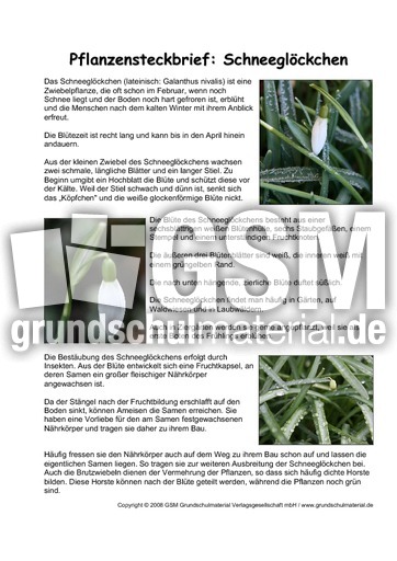 Pflanzensteckbrief-Schneeglöckchen.pdf